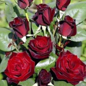Caracteristici de îngrijire pentru trandafiri în primăvară