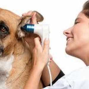 Otita la câine decât tratamentul: otită alergică