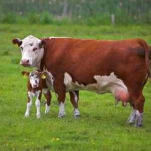 Cabana de vacă: semne ale modului în care o vacă dă naștere