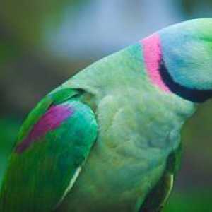 Parakeet sau papagal pasăre
