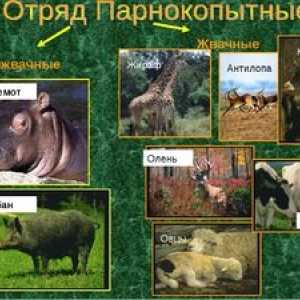 Animale de animale de origine animală: clasa rumegătoarelor