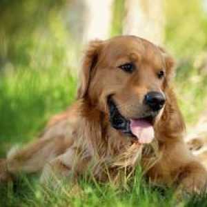 Parteria parvovirusă a câinilor: cauze, simptome și tratament