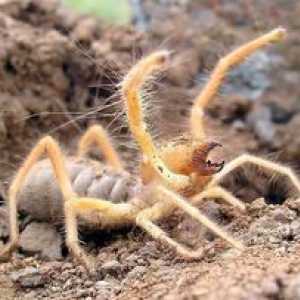 Spider falangă - "scorpionul vântului", un insect, un locuitor al țărilor calde