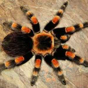 Spider tarantula acasă