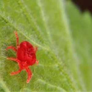 Spider acarian: o descriere, mijloace și metode de luptă