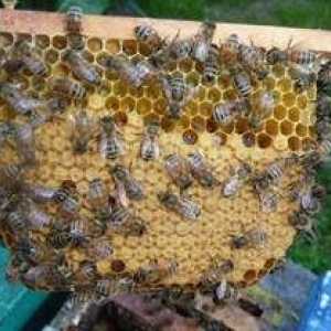 Carne de albine: caracteristicile rasei și caracteristicile albinelor