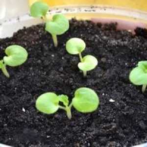 Pelargonium din semințe la domiciliu (geranium din semințe)