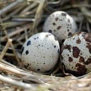 Ouă de prepeliță: beneficii și rău, cum să le luați