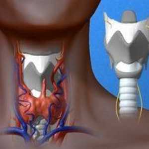 Cartilajul cricoid, nepereche al laringelui: structura și funcțiile acestuia