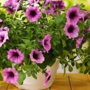 Petunia ampelnaya: câte piese și cât de corect să plantezi în kashpo
