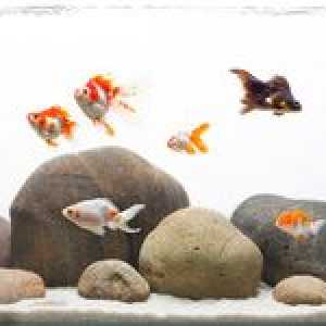 Pelering pește de garra rufa: indicații și contraindicații