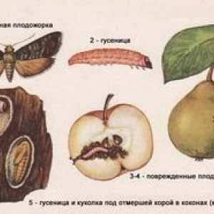 Ijele de fructe pe măr: metode de luptă