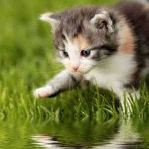 De ce pisicile se tem de apă: motivele principale și cum să se ocupe de ea