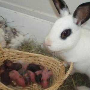 De ce un iepure își mănâncă iepurii?