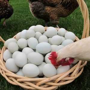 De ce puii își pot mânca ouăle: ce să facă