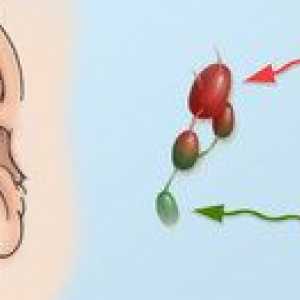 De ce poate fi inflamat ganglionul limfatic în spatele urechii?
