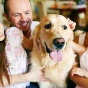 De ce mătreața la câini: cauza și tratamentul