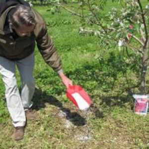 Adăugarea de prune în primăvară în timpul înfloririi
