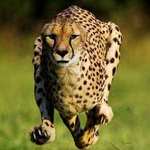 Indicatori ai vitezei ghepard, în cazul în care el trăiește