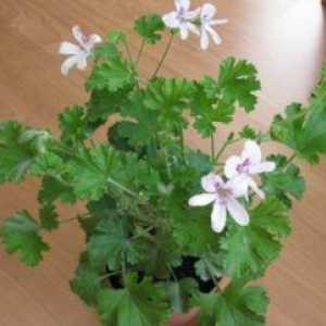 Proprietăți utile ale geraniumului parfumat