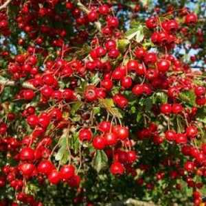 Proprietăți utile și contraindicații la florile și fructele de păducel