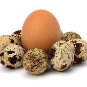 Beneficiile și răul de ouă de prepelite pentru corpul uman