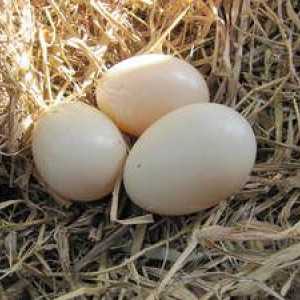 Beneficiile și răul de ouă de rață. Reguli de gătit