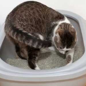 Diareea la pisic: recomandări pentru îngrijire și tratament