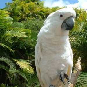 Parrot Cockatoo: o pasăre frumoasă, prieten și prieten