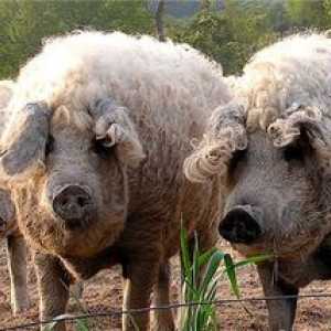 Rasă de porci mangalitsa maghiară: întreținere și îngrijire