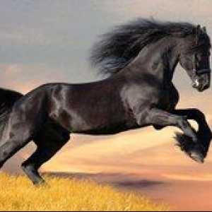 Rase de cai: specii, fotografii, descrierea cailor de rasa