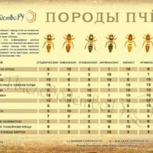 Rase de albine: descriere și fotografii ale celor mai populare rase de albine