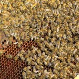 Rase de albine cu fotografie și descriere