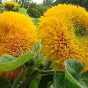 Plantarea de floarea-soarelui decorative din semințe și îngrijirea lor