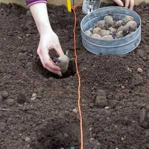 Plantarea cartofilor și păstrarea lor în aer liber