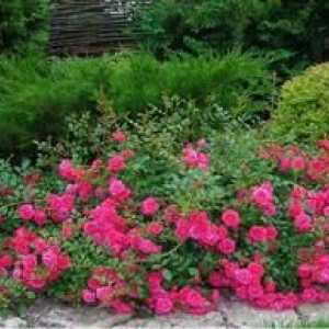 Plantarea de trandafiri de acoperire a solului și caracteristici de îngrijire pentru varietăți…