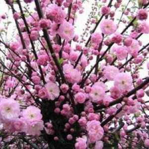 Plantarea sakura pe teren deschis - totul despre cireșele japoneze