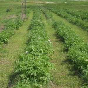 Plantarea sideratelor pentru cartofi