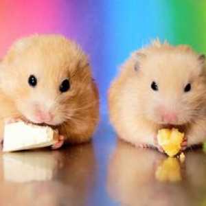 Regulile pentru îngrijirea unui hamster sălbatic devin un animal de companie