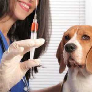Vaccinări pentru câini. Ce pot face pentru un catelus sub 1 an?
