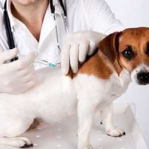 Vaccinarea împotriva rabiei pentru câini