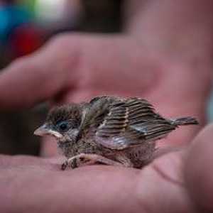 Aruncarea vrabii - ce să se hrănească și cum să se îngrijească