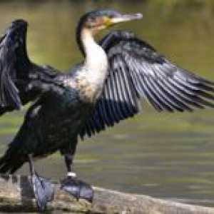 Pasărea de cormoran este mare - fotografiile, habitatul, reproducerea
