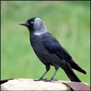 Bird of the jackdaw. Descriere și habitat. Păsări migratoare sau nu?
