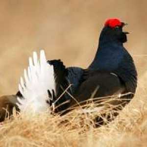 Pasăre de cocoș negru: unde trăiește și mănâncă