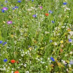 Varietate de plante de luncă: flori și ierburi