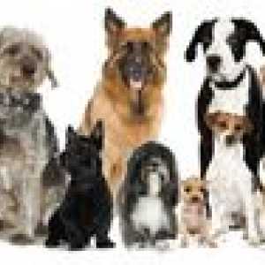 Varietate de rase de câini: nume, fotografii, sfaturi