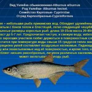 Specii și particularități ale autocolantelor de pește