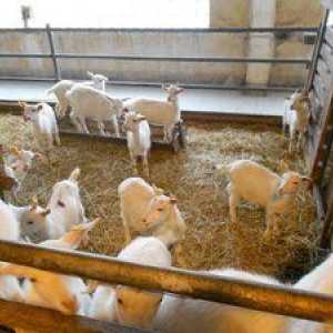 Creșterea și păstrarea caprinelor pentru începători