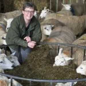 Creșterea oilor la domiciliu pentru începători